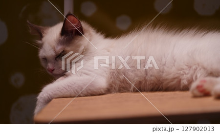 青い目の猫はお休みモード 青い目の猫はお休みモード 127902013