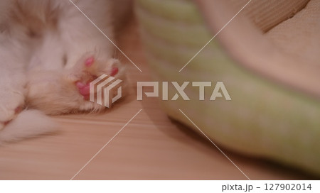 眠る子猫と肉球 眠る子猫と肉球 127902014