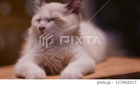 見つめる猫 127902017