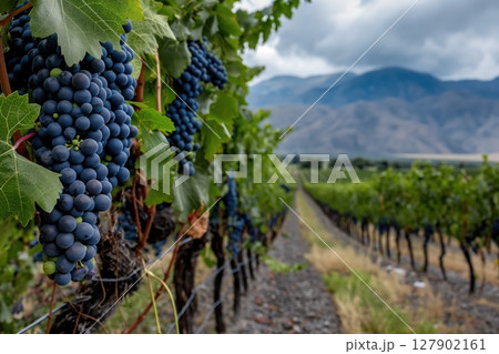 Rows of grapevines with ripe black grapes growing under a cloudy sky in a picturesque vineyard. Lush green plants stretching out in neat rows. Ready for harvest 127902161