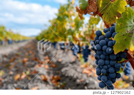 Single bunch of ripe grapes is growing on the vine in a vineyard during the harvest season 127902162