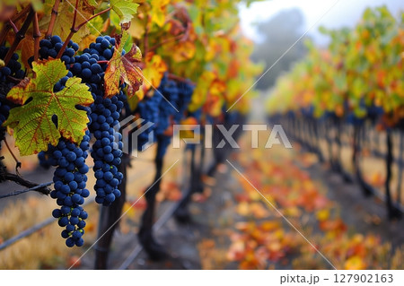 Ripe blue grapes are hanging on the vine in an autumn vineyard, ready for harvest 127902163