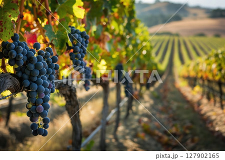 Ripe grapes in sunny vineyard, vibrant colors in rows, capturing nature's bounty and viticulture art. Symbol of hard work in producing delicious wine 127902165