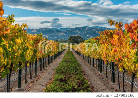 Pathway leading through rows of grapevines changing color in autumn vineyard with mountain landscape 127902166