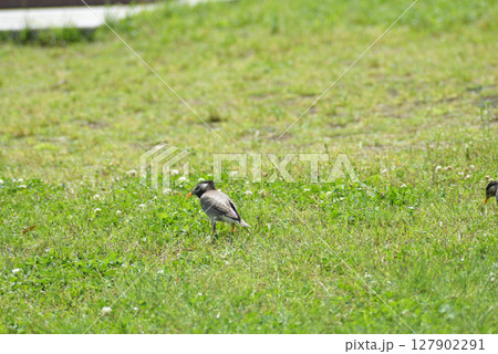 野鳥 127902291
