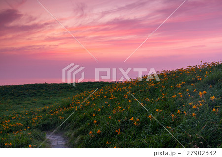 新潟県佐渡市願　佐渡島外海府海岸大野亀のトビシマカンゾウ群生地からの夕焼け空 127902332