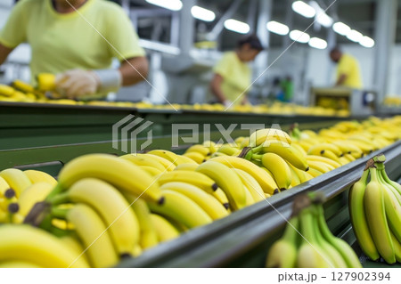 Fresh and ripe bananas being processed and packaged in a modern food processing factory Fresh and ripe bananas being processed and packaged in a modern food processing factory 127902394