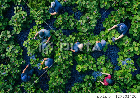 Aerial view of farmers picking ripe blueberries on a plantation during harvest season 127902420