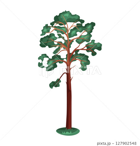 Vector evergreen tree or pine flora. Coniferous plant for wildlife park element. Forest and wood biodiversity. Woodland timber or park emblem. Needle foliage and greenery isolated symbol. Outdoor. 127902548