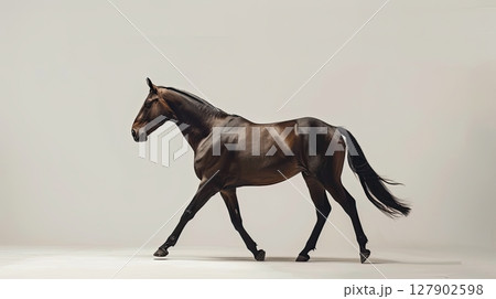 black Horse standing on white 127902598