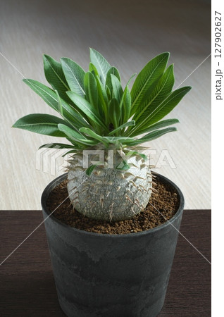 パキポディウム恵比寿大黒天 127902627