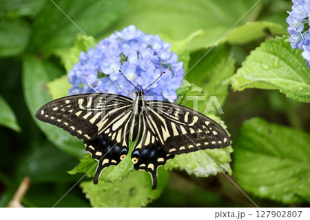 アジサイの花に来たナミアゲハ 127902807