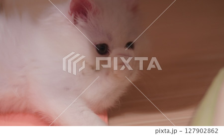 見上げる子猫とおてては癒しモード全開 見上げる子猫とおてては癒しモード全開 127902862