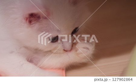 見上げるノルウェージャンフォレストキャットの仔猫 見上げるノルウェージャンフォレストキャットの仔猫 127902864