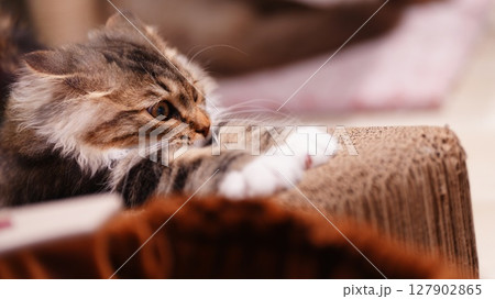 眠る前の子猫 眠る前の子猫 127902865