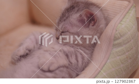 眠る子猫に癒されました 127902867