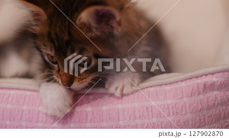 可愛い子猫 127902870