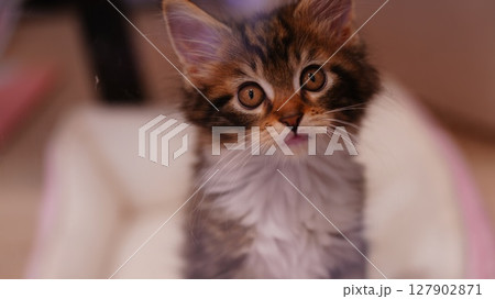 見つめる猫 見つめる猫 127902871