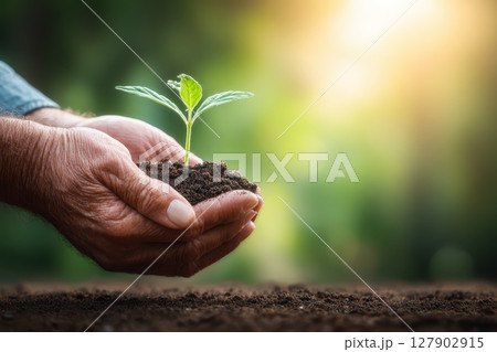 A person is holding a small plant in their hands A person is holding a small plant in their hands 127902915