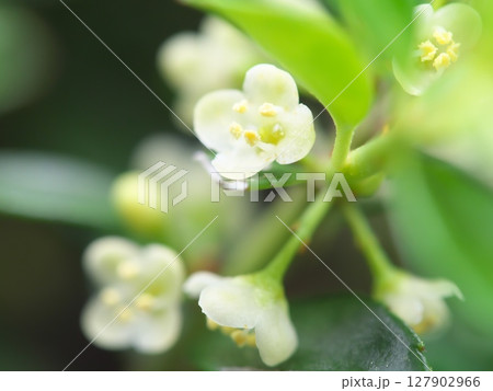 キンメツゲの花のクローズアップ キンメツゲの花のクローズアップ 127902966