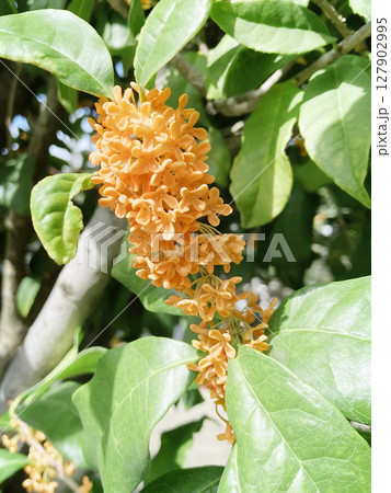 眩しいオレンジの金木犀 127902995