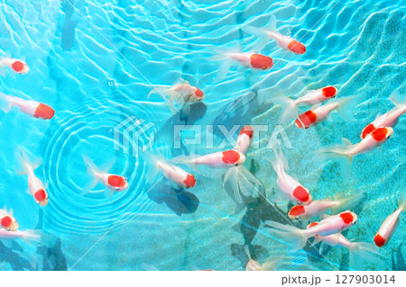 赤い頭がかわいい金魚 127903014
