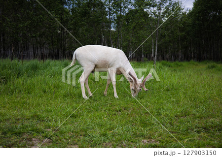 White roe deer with small horns, peacefully grazing in the lush green grass in a serene meadow surrounded by a calm forest, embodying the beauty of nature and wild nature. 127903150