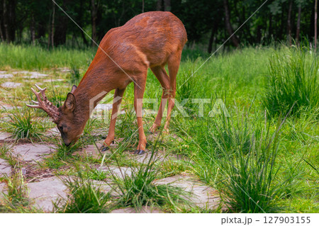 A European roe deer with small antlers peacefully grazes on a grassy forest path, enjoying a moment of peace amidst the serene beauty of forest nature. A cute roe deer eats grass in a meadow. A European roe deer with small antlers peacefully grazes on a grassy forest path, enjoying a moment of peace amidst the serene beauty of forest nature. A cute roe deer eats grass in a meadow. 127903155