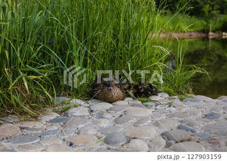 A mother duck sits next to her ducklings, nestled in the lush grass by a quiet pond, creating a serene picture of family life and the beauty of nature. A mother duck relaxes with her ducklings. A mother duck sits next to her ducklings, nestled in the lush grass by a quiet pond, creating a serene picture of family life and the beauty of nature. A mother duck relaxes with her ducklings. 127903159