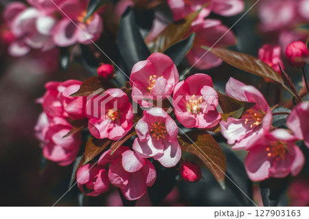 Beautiful pink crabapple blossoms are blooming on a tree branch, illuminated by warm spring sunlight, creating a vibrant and colorful display of nature's beauty. Beautiful pink crabapple blossoms are blooming on a tree branch, illuminated by warm spring sunlight, creating a vibrant and colorful display of nature's beauty. 127903163