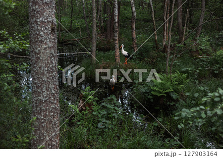 Two white storks gracefully standing in a swampy forest, surrounded by colorful vegetation and dark water, create a peaceful and serene atmosphere in their natural habitat. Beautiful pair of storks. Two white storks gracefully standing in a swampy forest, surrounded by colorful vegetation and dark water, create a peaceful and serene atmosphere in their natural habitat. Beautiful pair of storks. 127903164