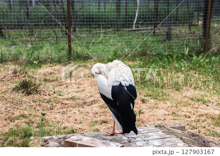 A white stork cleans its black-winged plumage while standing on a wooden platform in an open-air enclosure surrounded by wire mesh and green vegetation. Stork in a zoo. A white stork cleans its black-winged plumage while standing on a wooden platform in an open-air enclosure surrounded by wire mesh and green vegetation. Stork in a zoo. 127903167