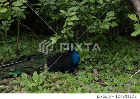 A beautiful peacock rests in the forest, displaying its colorful plumage and long tail feathers, creating a breathtaking scene of wildlife beauty. A male peacock preens its beautiful plumage A beautiful peacock rests in the forest, displaying its colorful plumage and long tail feathers, creating a breathtaking scene of wildlife beauty. A male peacock preens its beautiful plumage 127903173