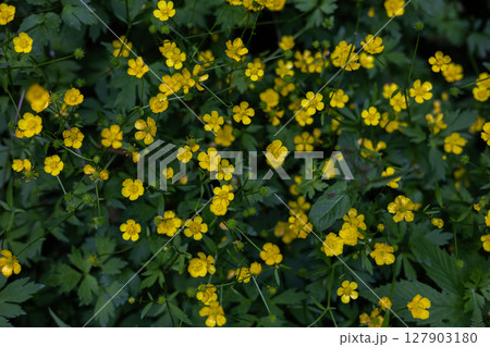 Blooming yellow buttercup flowers fill a lush green spring meadow, creating a stunning picture of vibrant colors and rich textures in a natural landscape. Beautiful buttercup flower background. 127903180