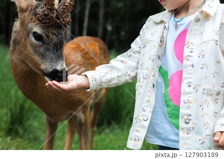Kind little girl feeding a roe deer from her hand in a wildlife sanctuary, creating a beautiful bond with nature while promoting compassion and animal welfare in a serene environment. 127903189
