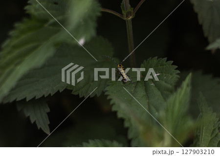Close-up of a longhorn beetle exploring the serrated edges of a stinging nettle leaf, showcasing the intricate details of its body and the vibrant green of its natural habitat. 127903210