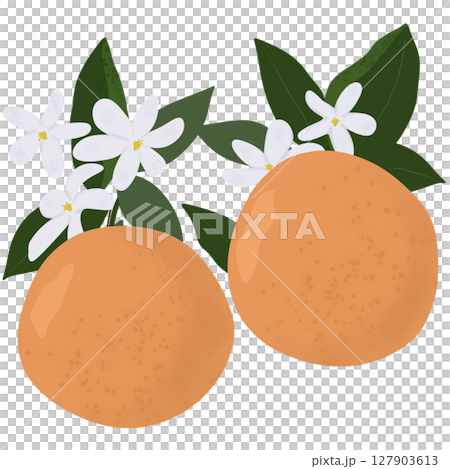 Digital illustration of oranges and orange flowers. Digital illustration of oranges and orange flowers. 127903613