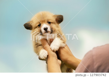 Sweet little Corgi puppy being gently held in human hands with a soft blue background. Sweet little Corgi puppy being gently held in human hands with a soft blue background. 127903742