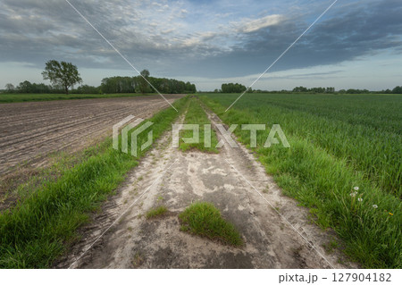 A dirt road in a field and a cloud in the evening sky A dirt road in a field and a cloud in the evening sky 127904182