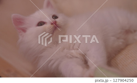 見つめる子猫は癒しモード 127904250