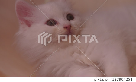 見上げるノルウェージャンフォレストキャットの仔猫 見上げるノルウェージャンフォレストキャットの仔猫 127904251
