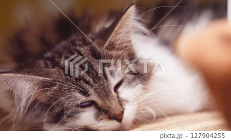 眠る子猫 眠る子猫 127904255