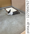 くつろぎうさぎ 127904767