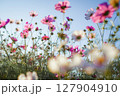 コスモス 127904910