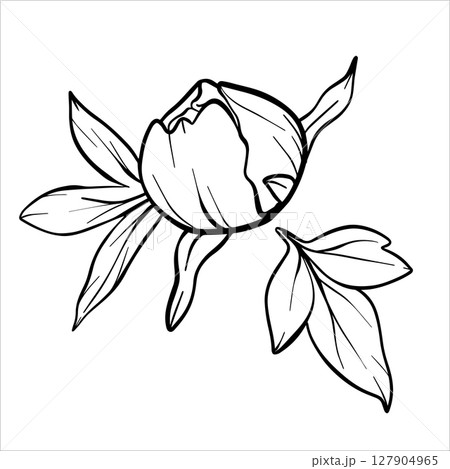 Vector peony bud and leaf. Line drawing of flower bud in black and white style. Graphic botanical illustration of flower sketch drawn with black ink. Floral line art hand drawn 127904965