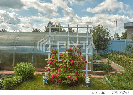 A bush of bright red roses blooms in a garden plot. Russia, Ulyanovsk A bush of bright red roses blooms in a garden plot. Russia, Ulyanovsk 127905268