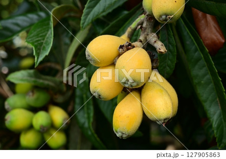 ビワ（バラ科常緑高木）の熟した果実 127905863