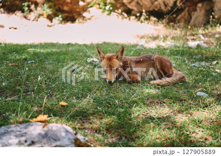 A serene image of a red fox lying on green grass. The scene is bathed in natural light, evoking a peaceful, harmonious atmosphere in a stunning outdoor setting. A serene image of a red fox lying on green grass. The scene is bathed in natural light, evoking a peaceful, harmonious atmosphere in a stunning outdoor setting. 127905889