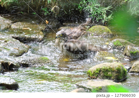 オオタカの水浴び オオタカの水浴び 127906030