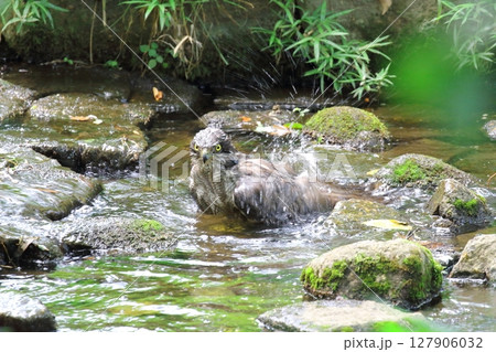 オオタカの水浴び オオタカの水浴び 127906032